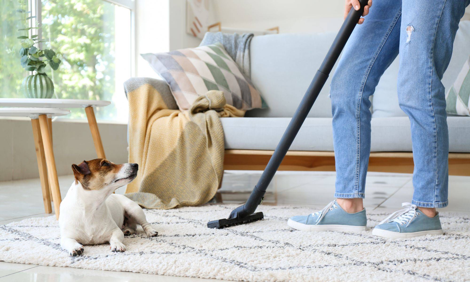 Owner Of Cute Dog Cleaning Carpet At Home